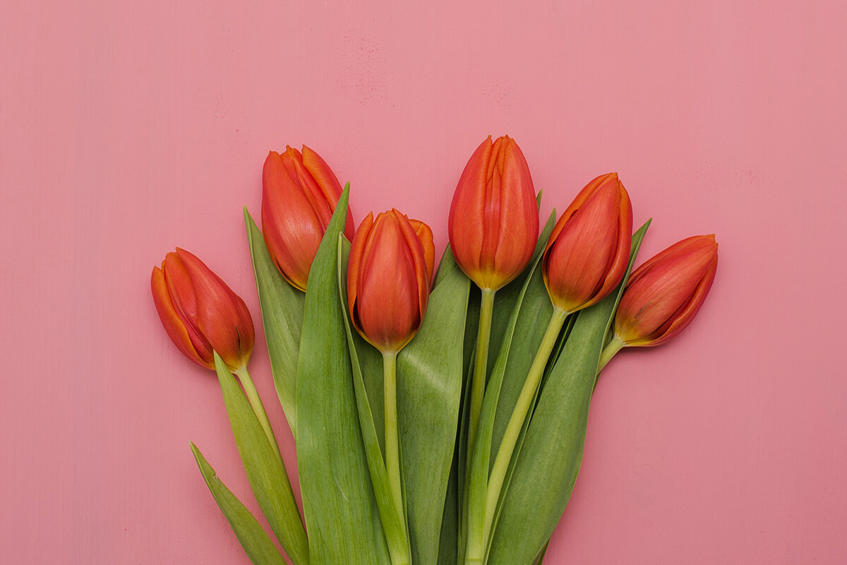 Red Tulips on a Pink Background