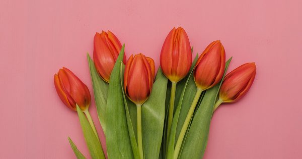 Red Tulips on a Pink Background